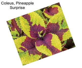 Coleus, Pineapple Surprise