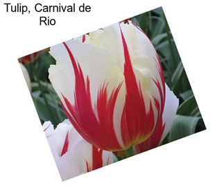 Tulip, Carnival de Rio