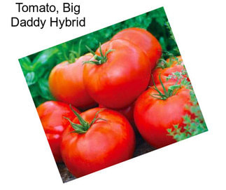 Tomato, Big Daddy Hybrid