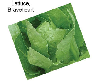 Lettuce, Braveheart