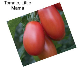 Tomato, Little Mama