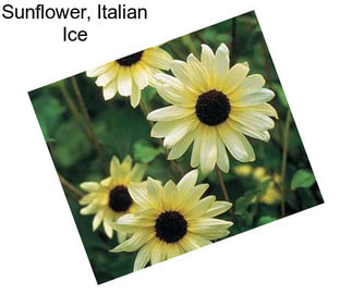 Sunflower, Italian Ice
