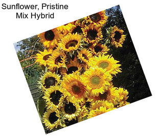 Sunflower, Pristine Mix Hybrid