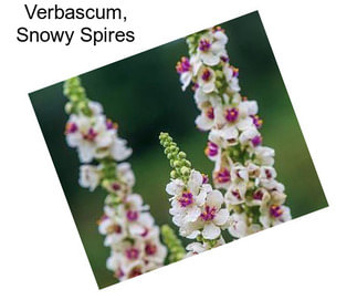 Verbascum, Snowy Spires