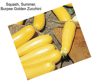 Squash, Summer, Burpee Golden Zucchini