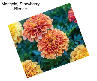 Marigold, Strawberry Blonde
