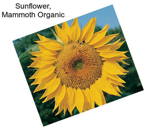 Sunflower, Mammoth Organic