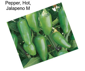 Pepper, Hot, Jalapeno M