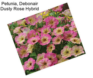 Petunia, Debonair Dusty Rose Hybrid