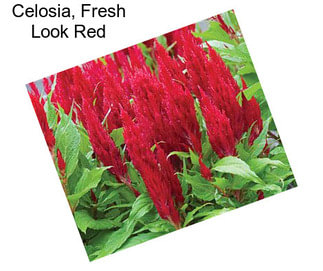 Celosia, Fresh Look Red