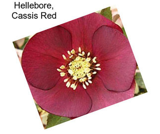 Hellebore, Cassis Red