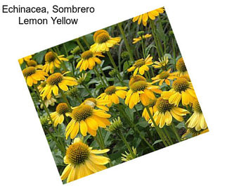 Echinacea, Sombrero Lemon Yellow