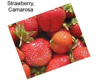 Strawberry, Camarosa