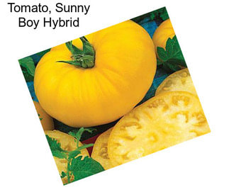Tomato, Sunny Boy Hybrid