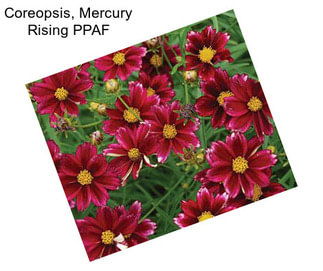 Coreopsis, Mercury Rising PPAF