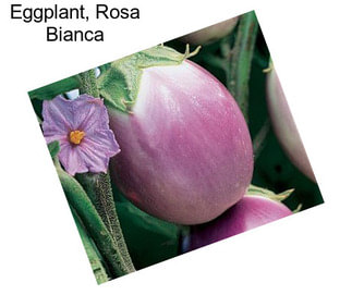 Eggplant, Rosa Bianca