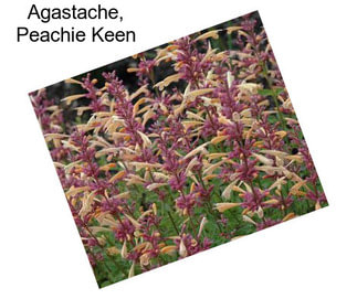 Agastache, Peachie Keen