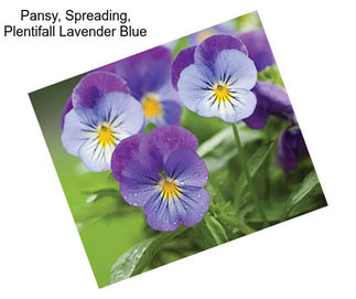 Pansy, Spreading, Plentifall Lavender Blue