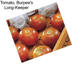 Tomato, Burpee\'s Long-Keeper