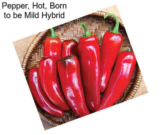 Pepper, Hot, Born to be Mild Hybrid
