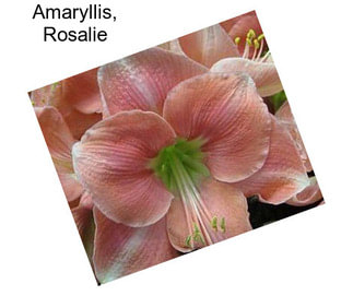 Amaryllis, Rosalie
