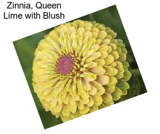 Zinnia, Queen Lime with Blush