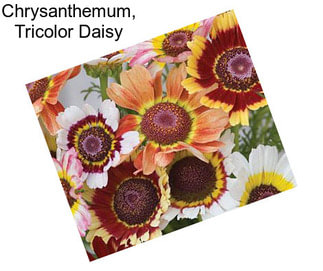 Chrysanthemum, Tricolor Daisy