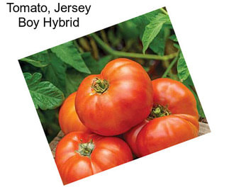 Tomato, Jersey Boy Hybrid