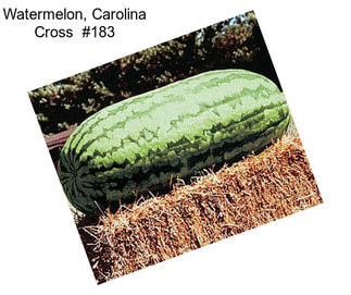 Watermelon, Carolina Cross  #183