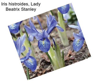 Iris histroides, Lady Beatrix Stanley