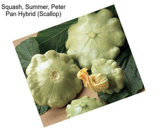 Squash, Summer, Peter Pan Hybrid (Scallop)