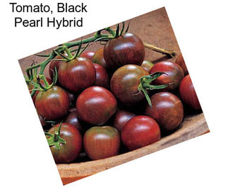 Tomato, Black Pearl Hybrid