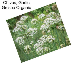 Chives, Garlic Geisha Organic
