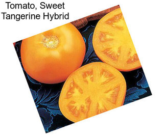 Tomato, Sweet Tangerine Hybrid