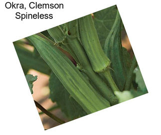 Okra, Clemson Spineless