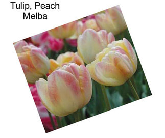 Tulip, Peach Melba