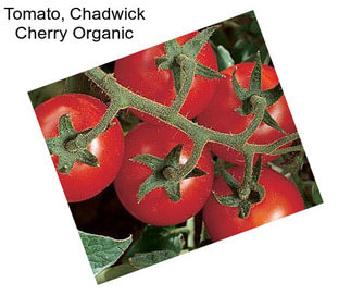 Tomato, Chadwick Cherry Organic