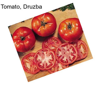 Tomato, Druzba