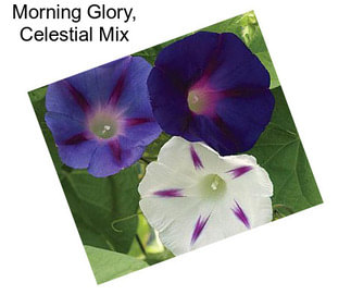 Morning Glory, Celestial Mix