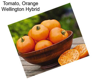 Tomato, Orange Wellington Hybrid