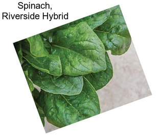 Spinach, Riverside Hybrid