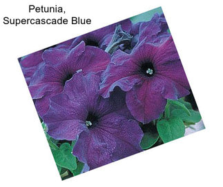 Petunia, Supercascade Blue