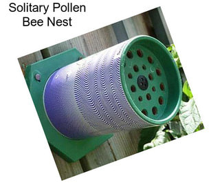 Solitary Pollen Bee Nest