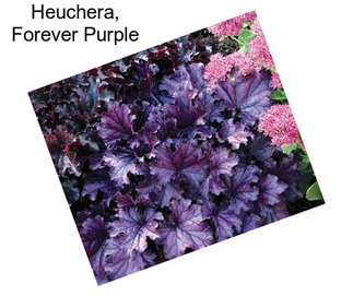 Heuchera, Forever Purple