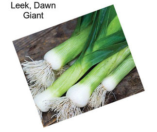 Leek, Dawn Giant