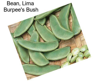 Bean, Lima  Burpee\'s Bush