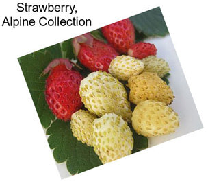 Strawberry, Alpine Collection