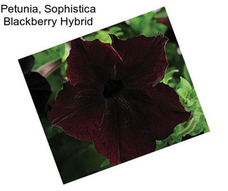 Petunia, Sophistica Blackberry Hybrid