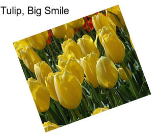 Tulip, Big Smile