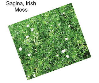 Sagina, Irish Moss